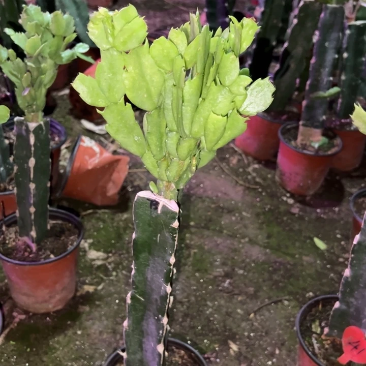 上***士当前无花栽培后可以开花073  60