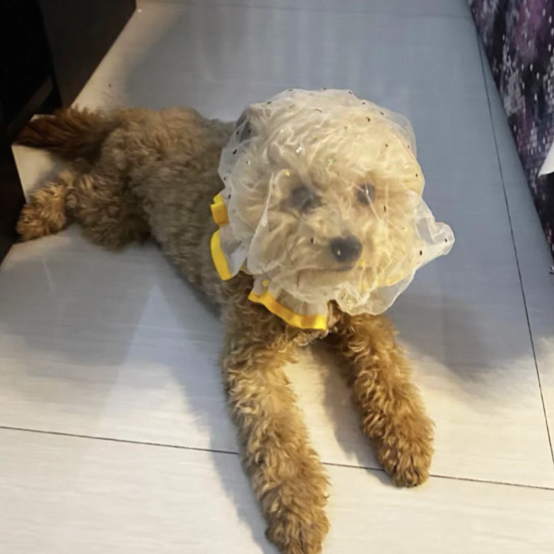 狗狗外出防乱吃头套舒适透气中大型犬专用嘴套防咬人误食防舔网套