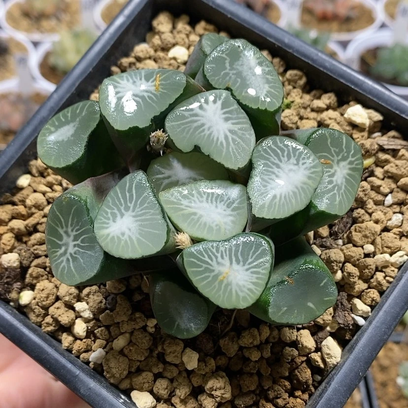 【闪购商品】大宝万象母本