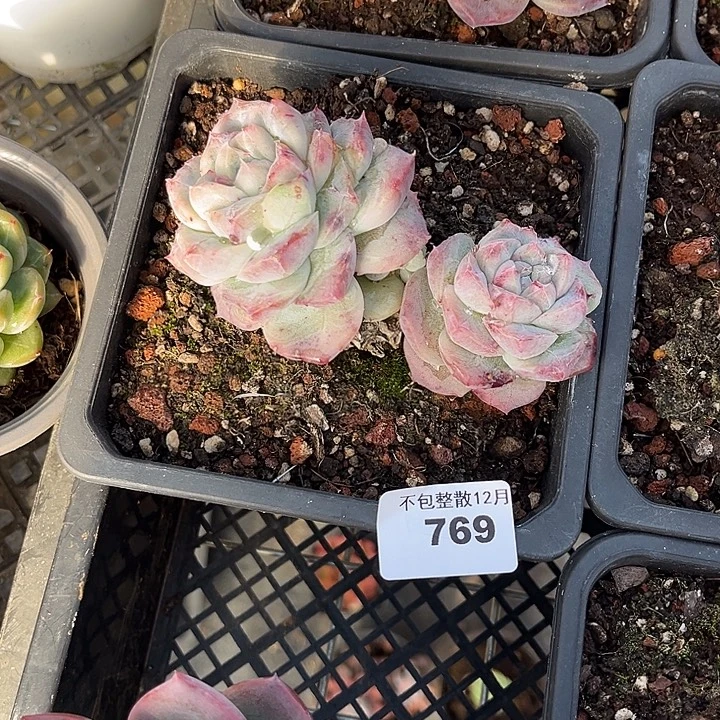 阿雅园艺。     769佳人石化