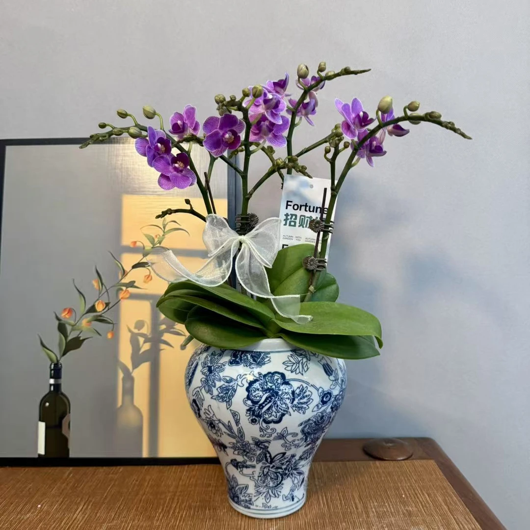 蝴蝶兰【欧洲小蓝】 稀有品种高品质室内高端绿植花卉 商务礼品花