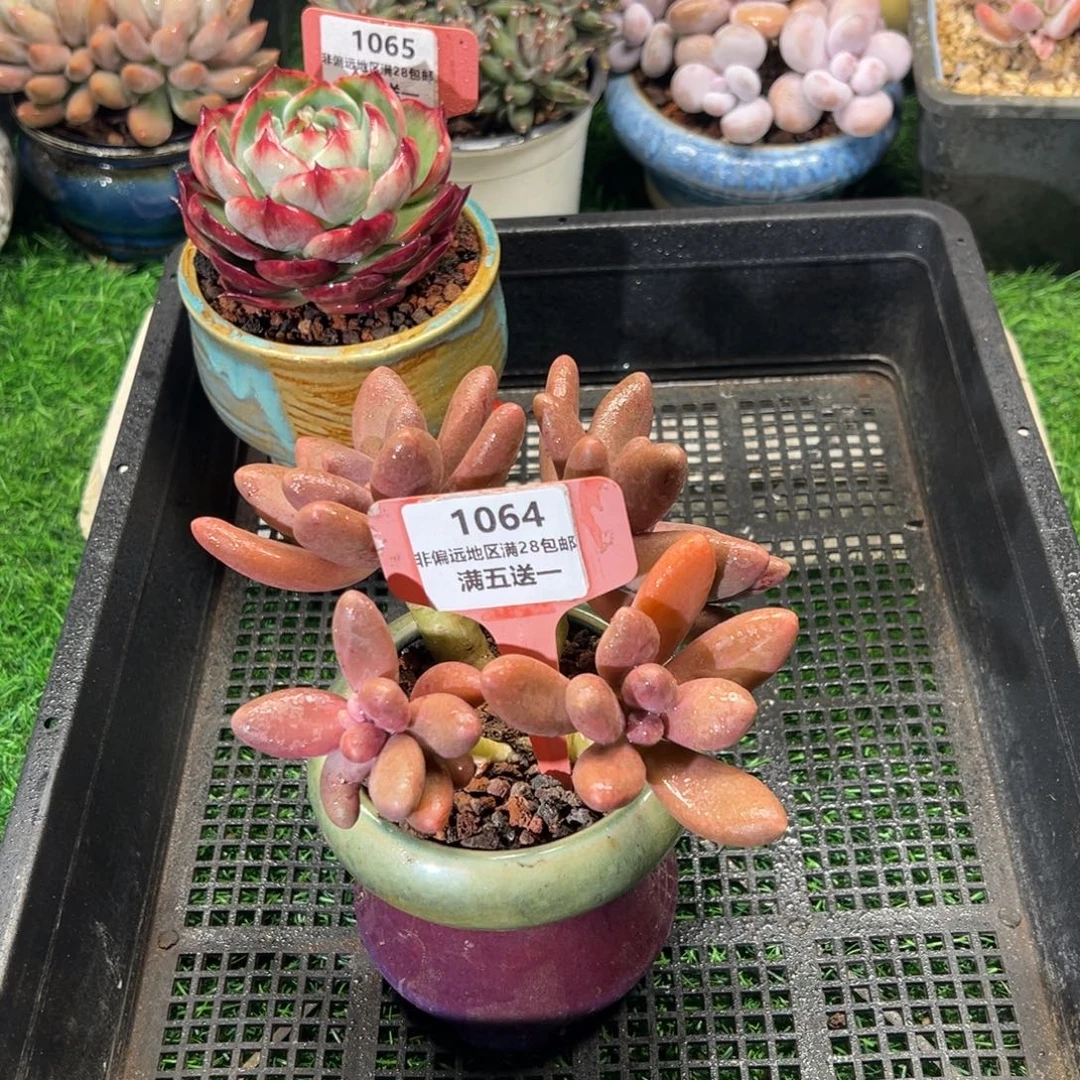 表妹精品多肉植物1064.