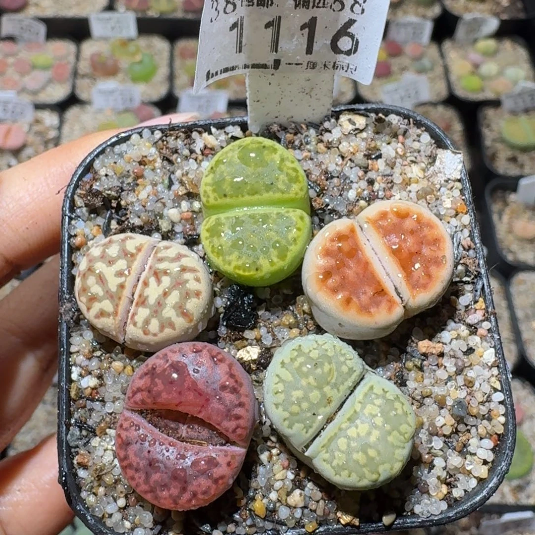 Sss清啊便宜出1116