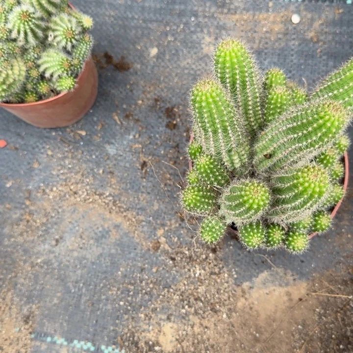 漂***移白檀仙人掌群生一群6