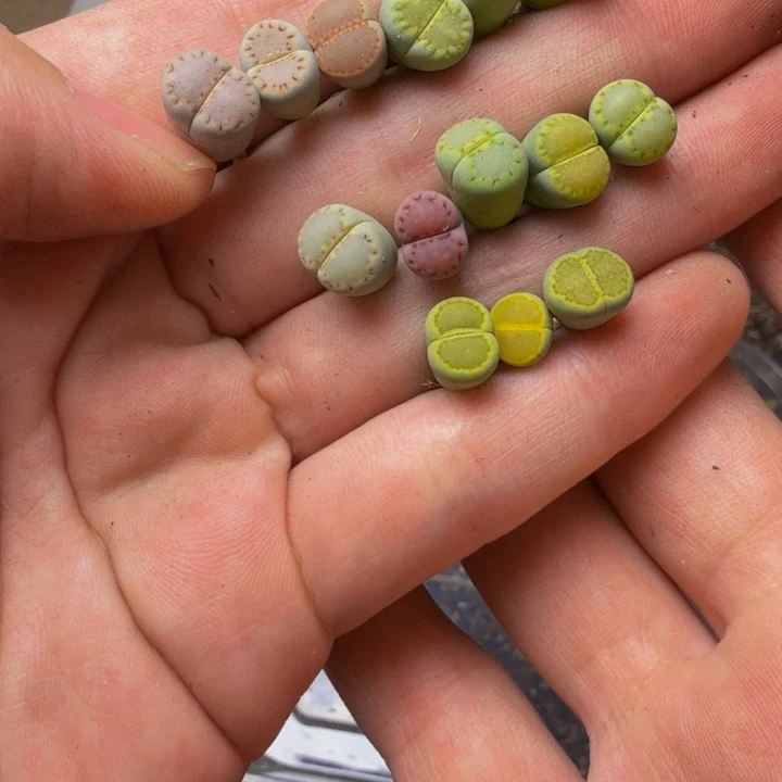 陈***陈多肉植物的生长发育97