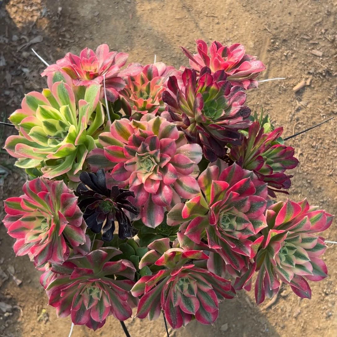 多肉植物植物植物我哦哦