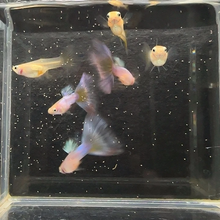 孔雀鱼黄化辛加蓝3对