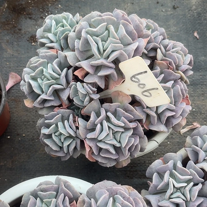 岁***澜两单包邮，一物一拍606