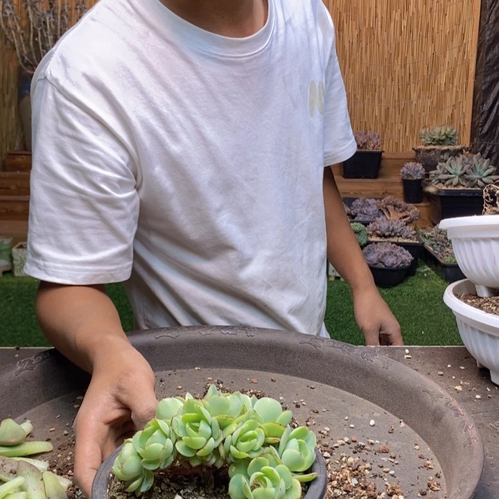 小***子33号牡丹亭多肉植物