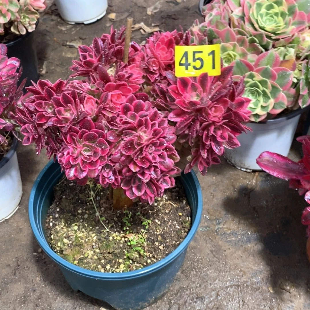 粉女巫朵朵缀451