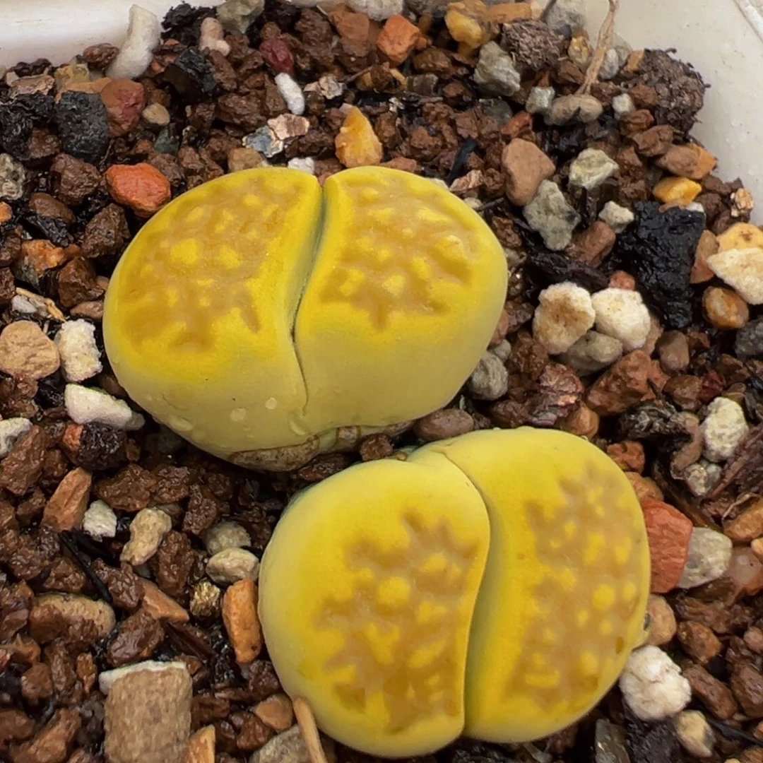 482多肉植物种类多样