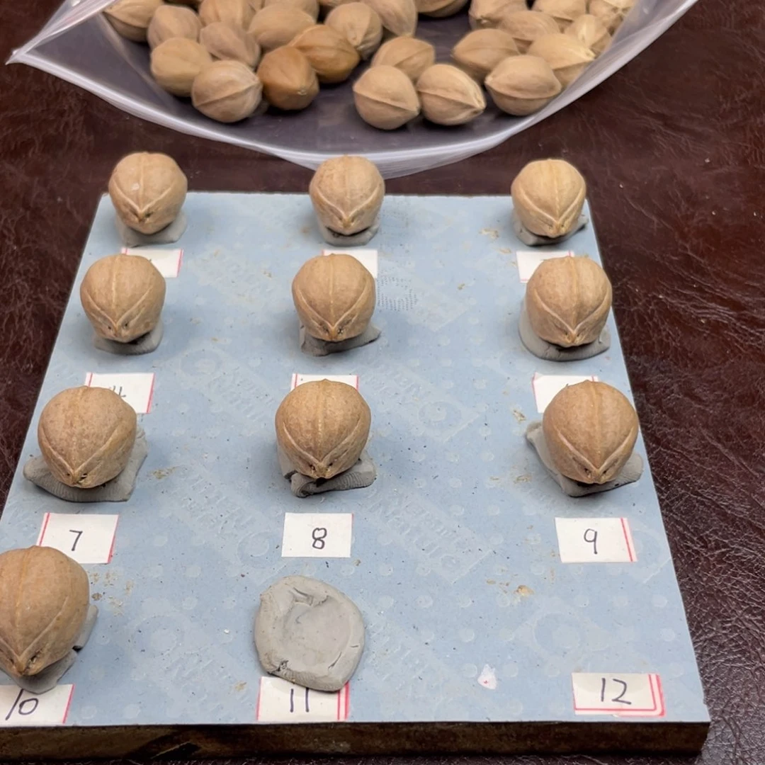手串/手链橄榄核T****.20.26梅林铁核