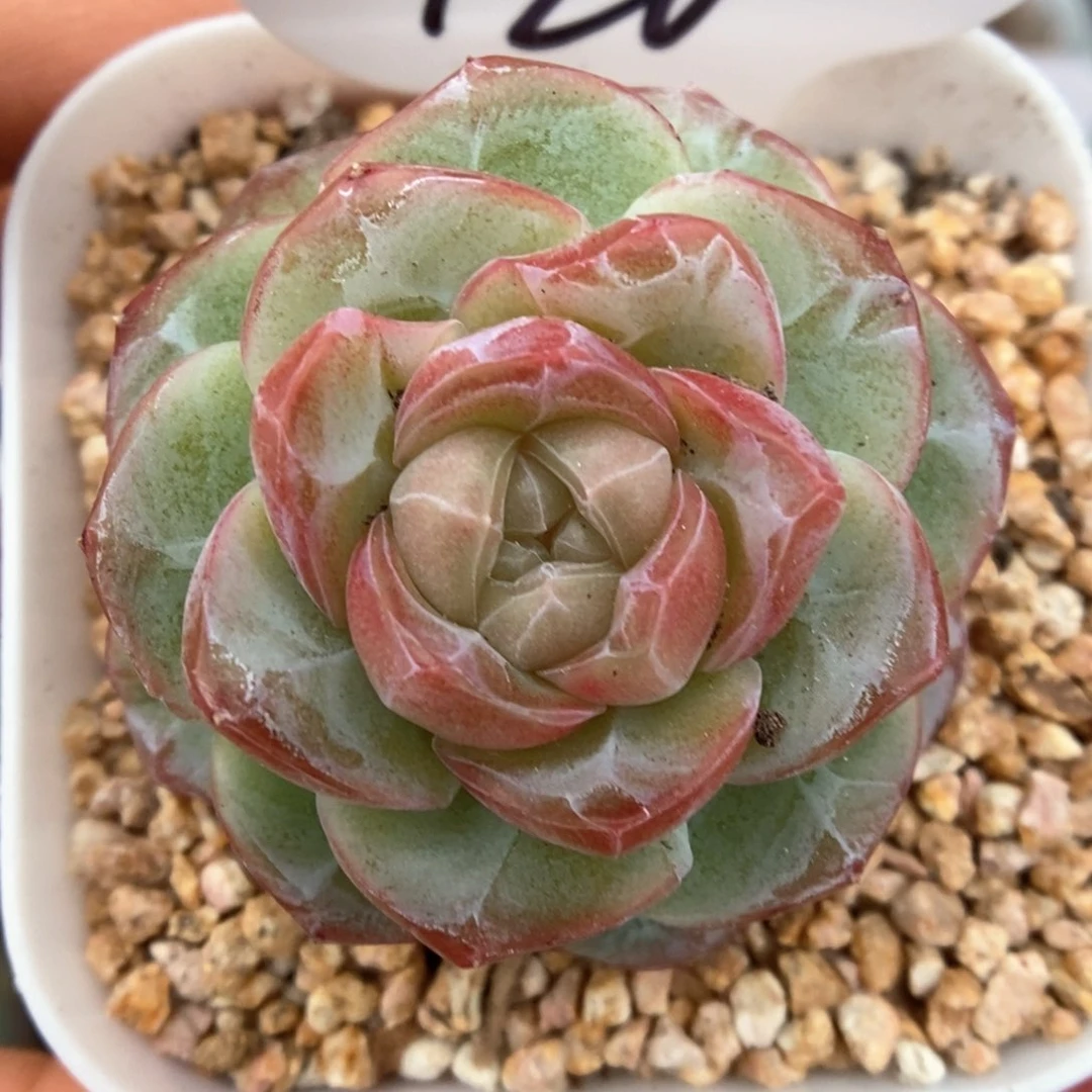 透心珍妮可拍926号。