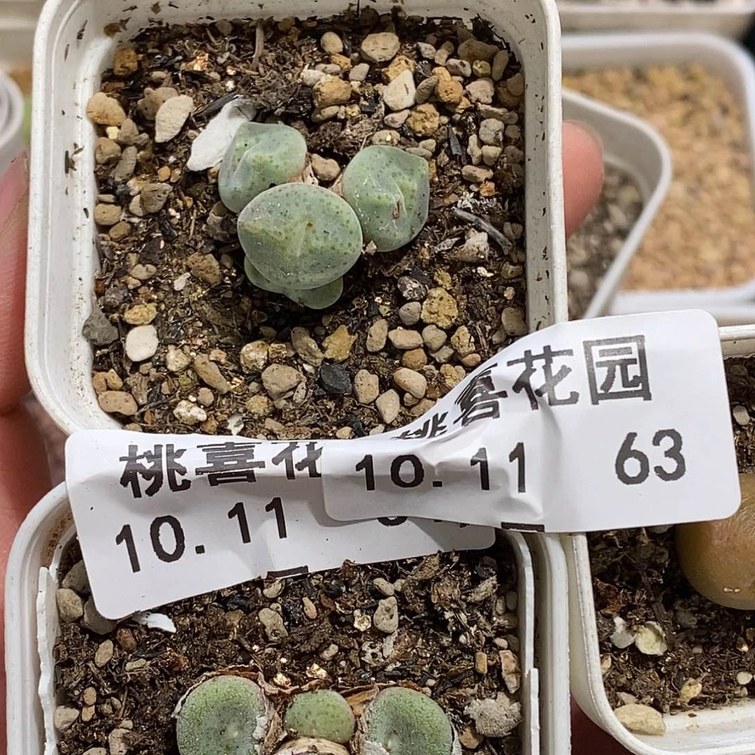 羽1011-63-打包福利。