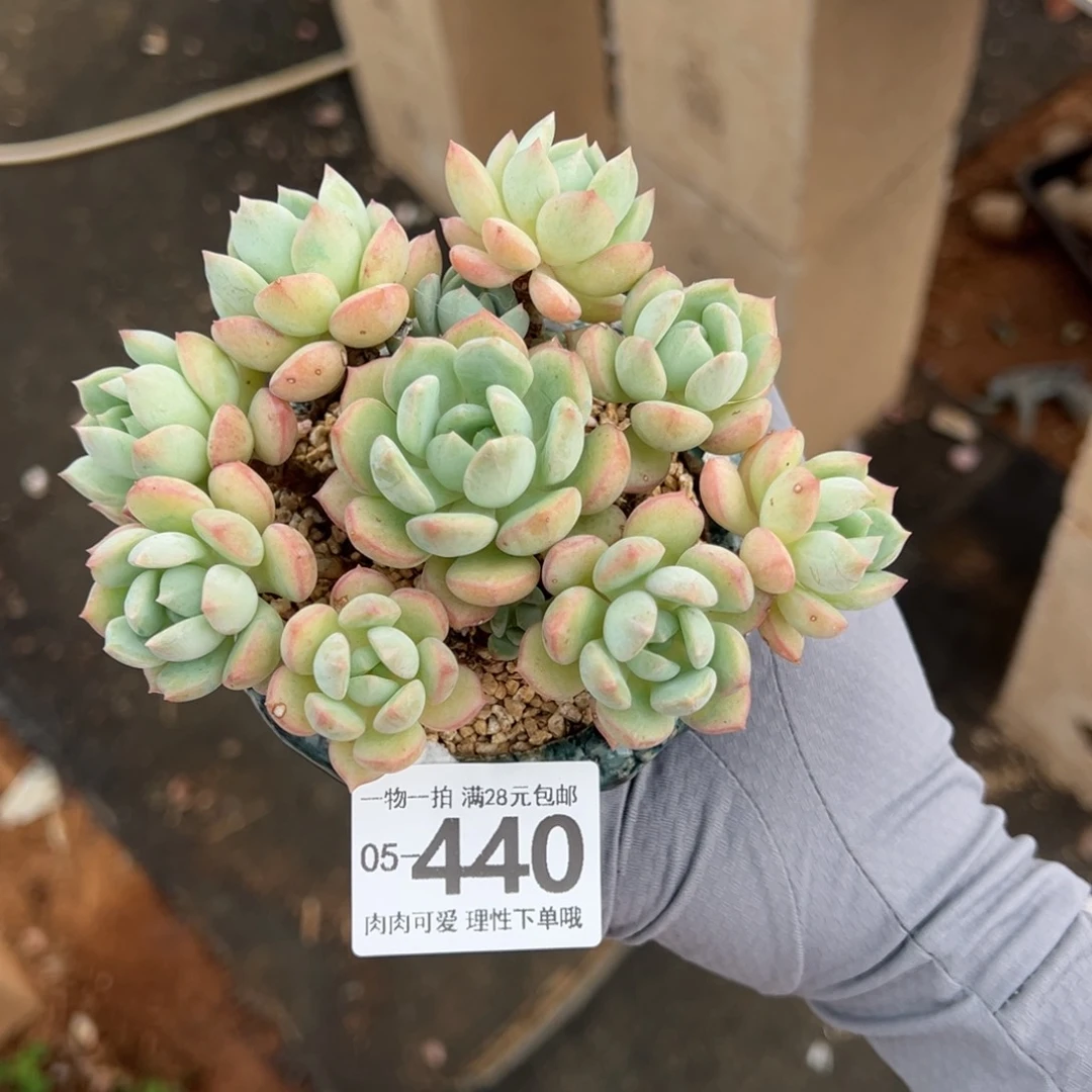 蜜桃格林多肉多肉多肉多肉