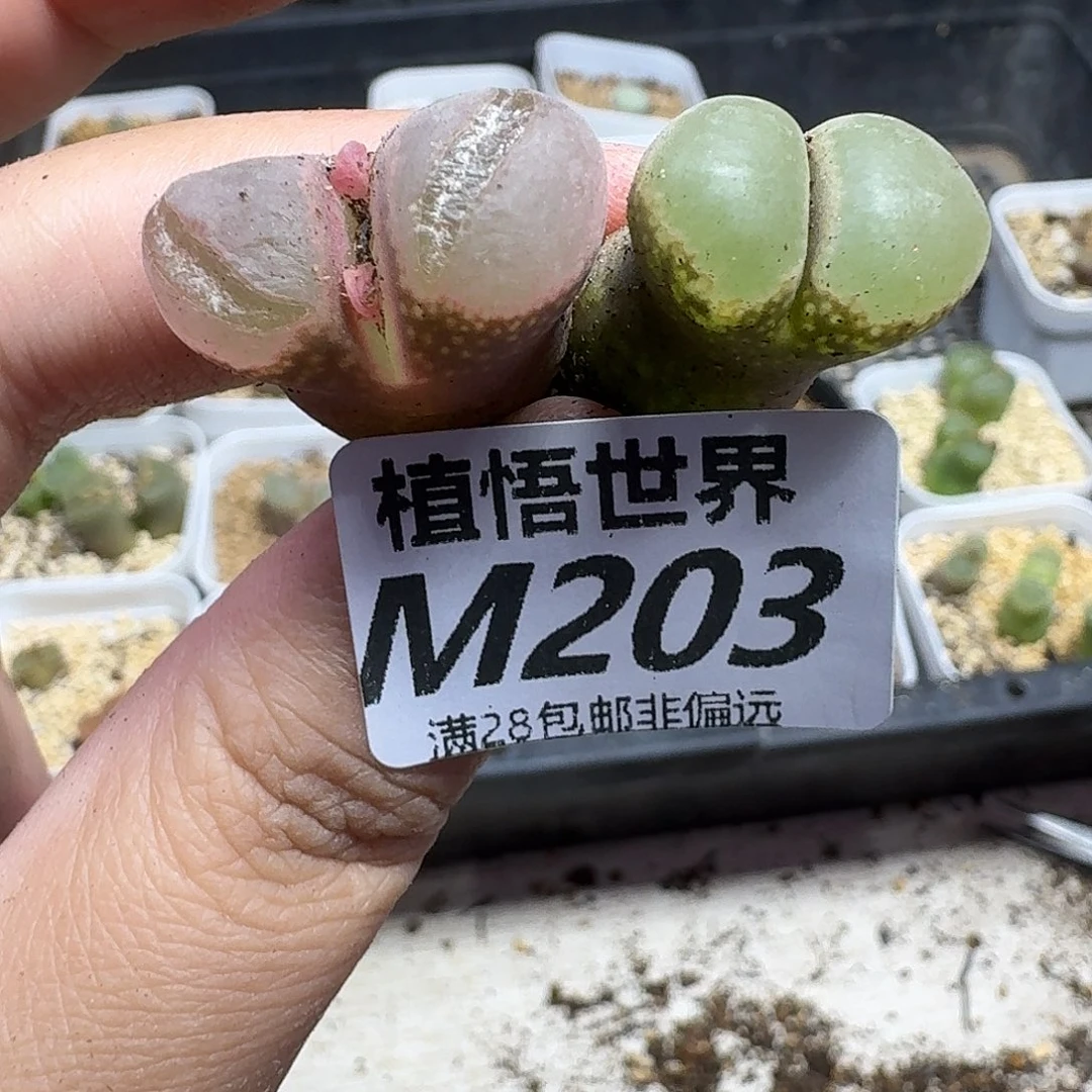 多肉植物的人生gnn