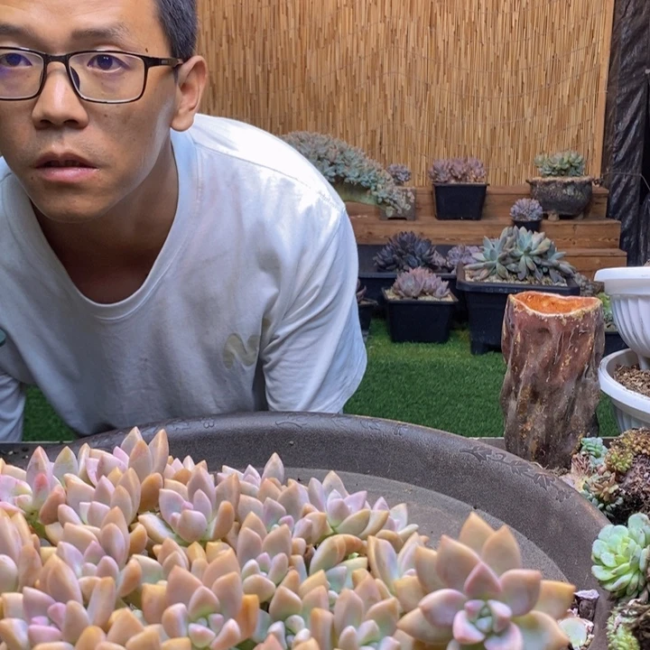 桑***棉101号淡雪多肉植物