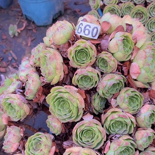逐***香多肉植物一个撕拉碗
