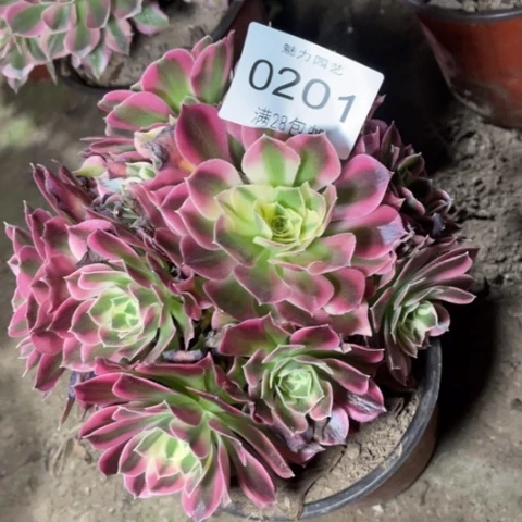 白凤多肉多肉0201