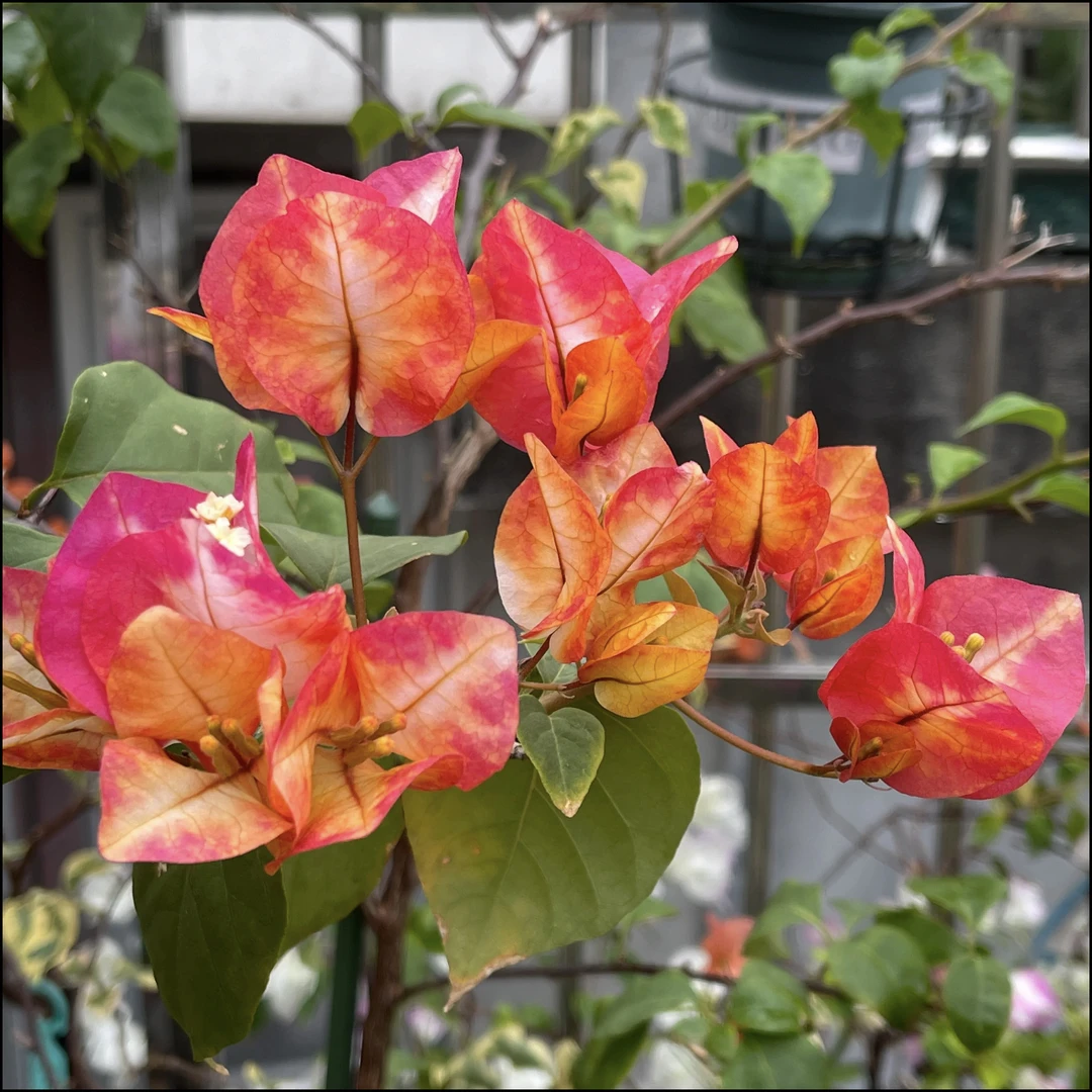 新【哪吒/凤凰】1加仑盆室内室外种植易活爬藤盆栽花卉-单盆