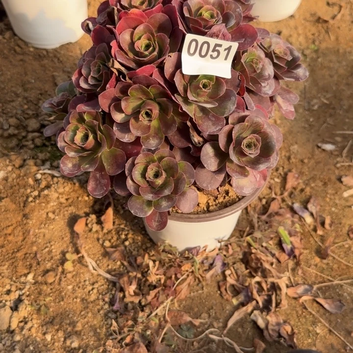 051 清棚处理不包断枝