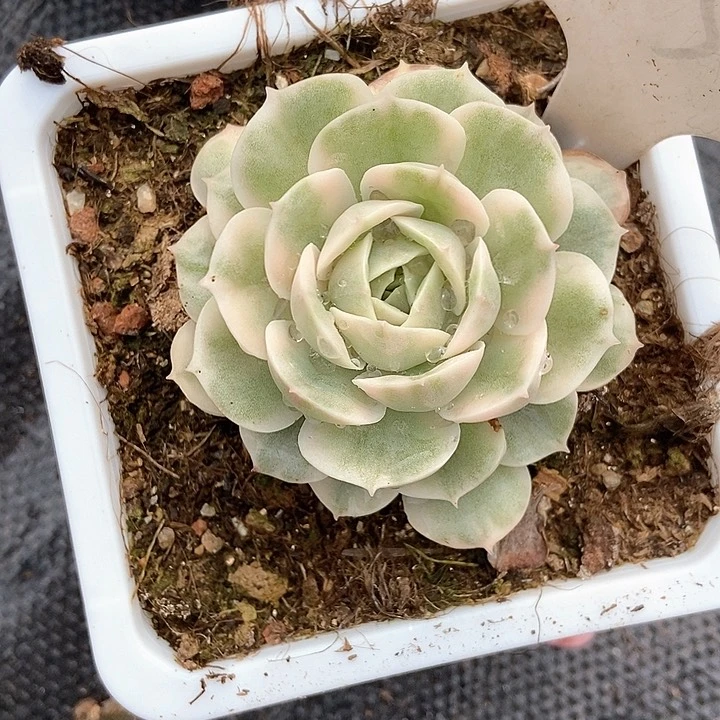 多肉植物昂斯诺锦1057