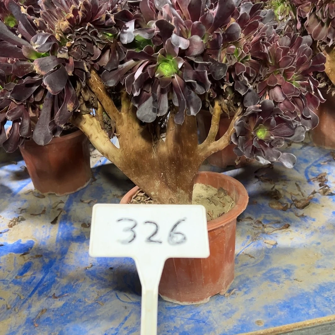 多肉植物欧子一体化326