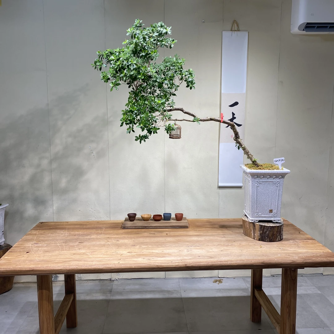 一木｜海岛栀子花精品老桩茶盆景灵动飘枝适合空间意境点缀