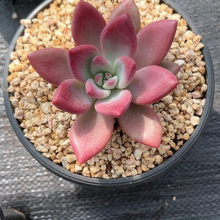 【闪购商品】赫飞弹头