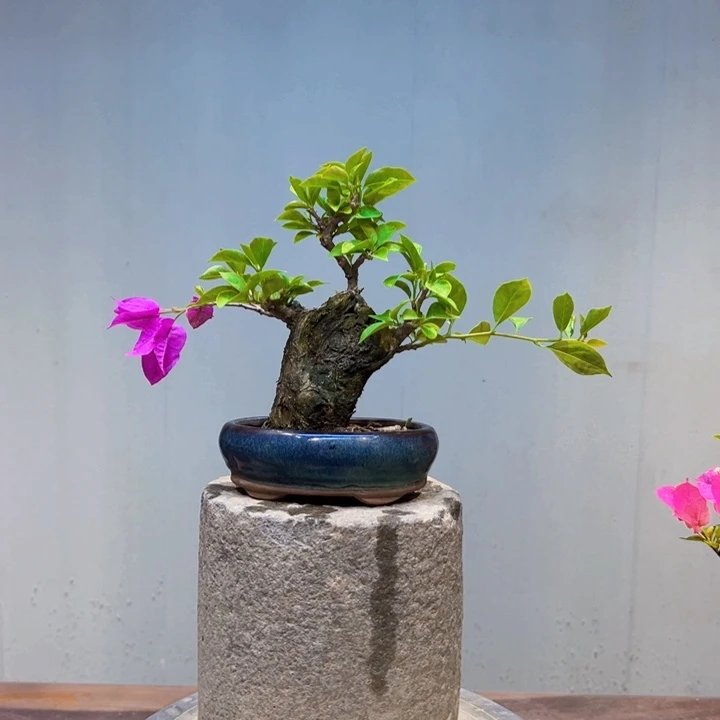 幸****完全开放小叶子三角梅