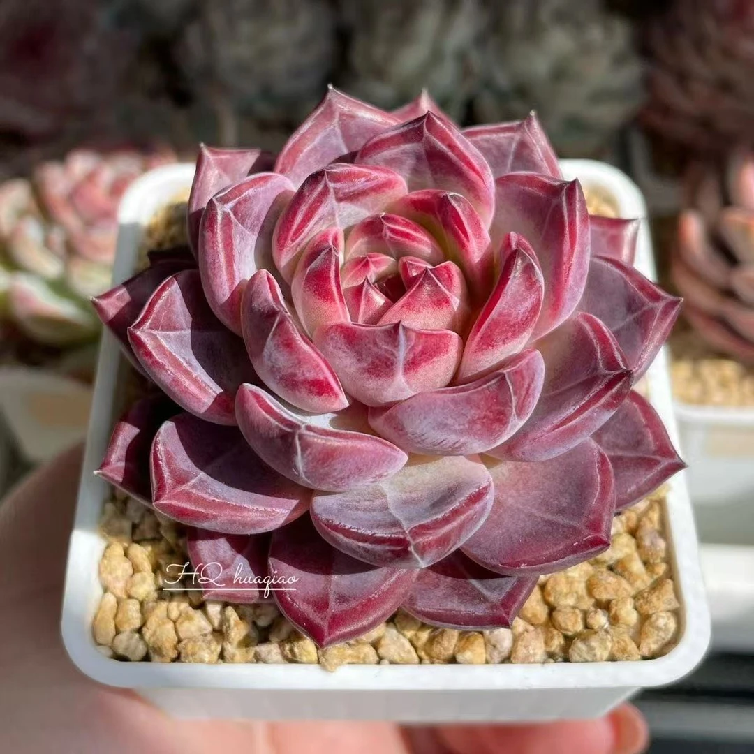 钻石纹夜魔侠多肉暗纹橙梦露稀有品种室内阳台新手推荐好养