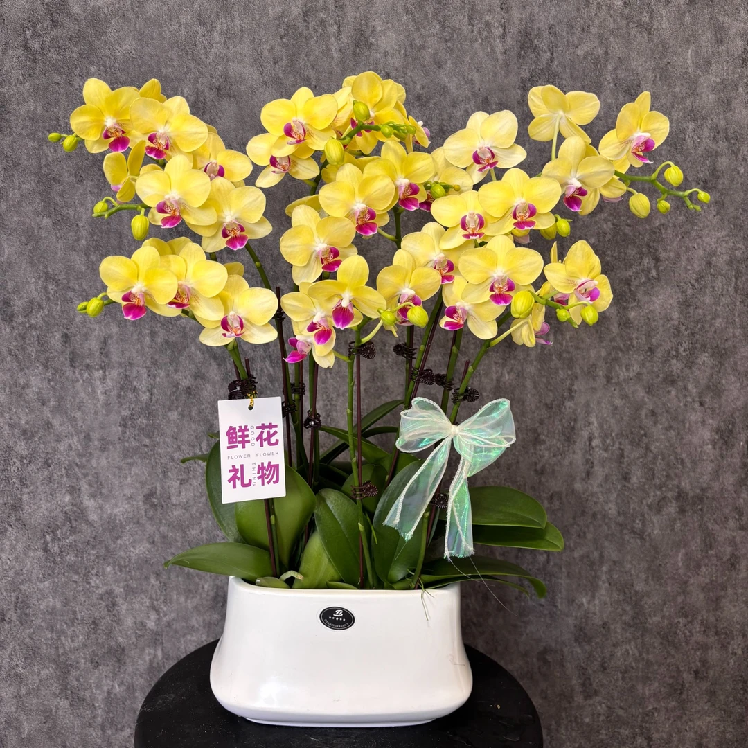 【金马-蝴蝶兰】鲜花 好养花期长 送礼装饰 室内观赏花