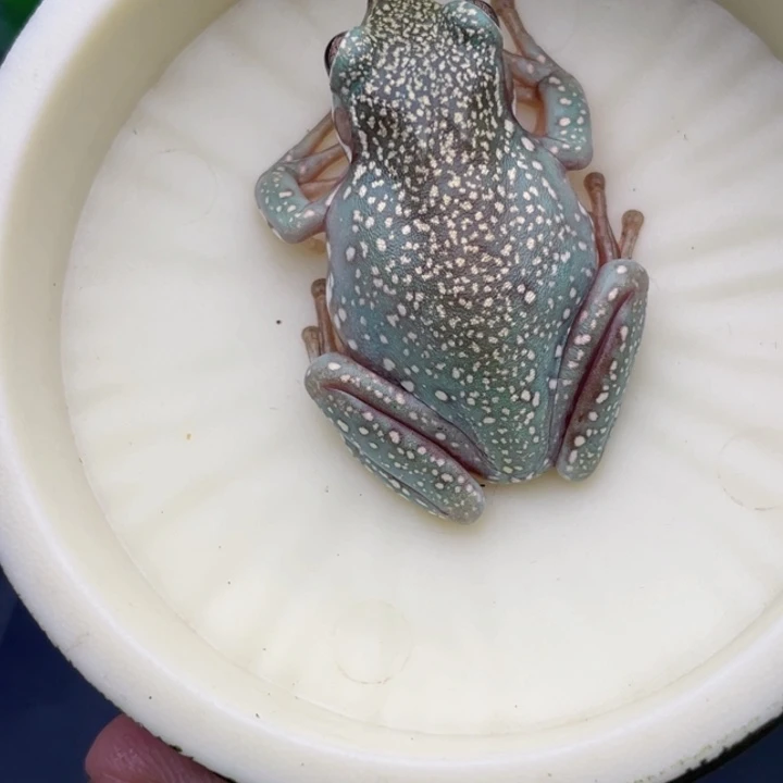 老爷树蛙5号顶级版蓝