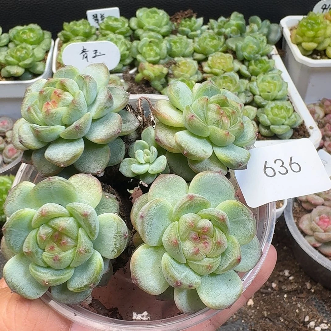 一物一拍一物一拍917-636