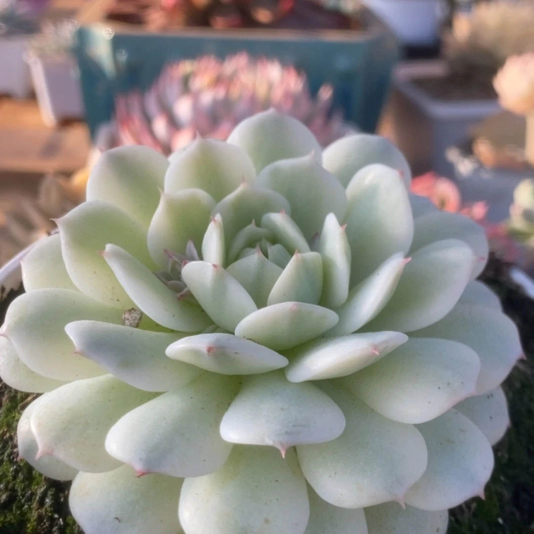 210静夜锦锦锦锦锦