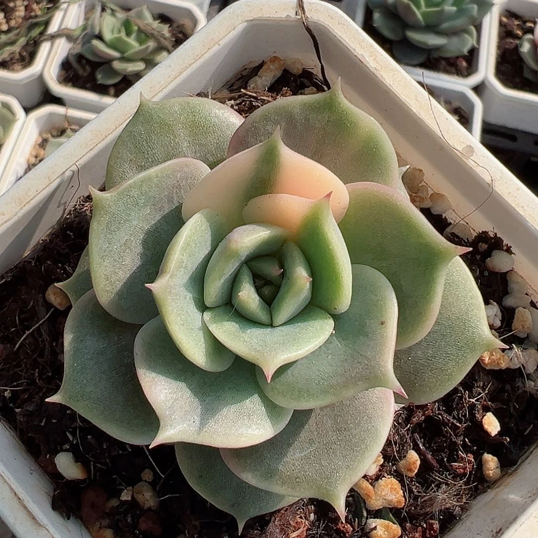 贝加尔湖锦，多肉植物