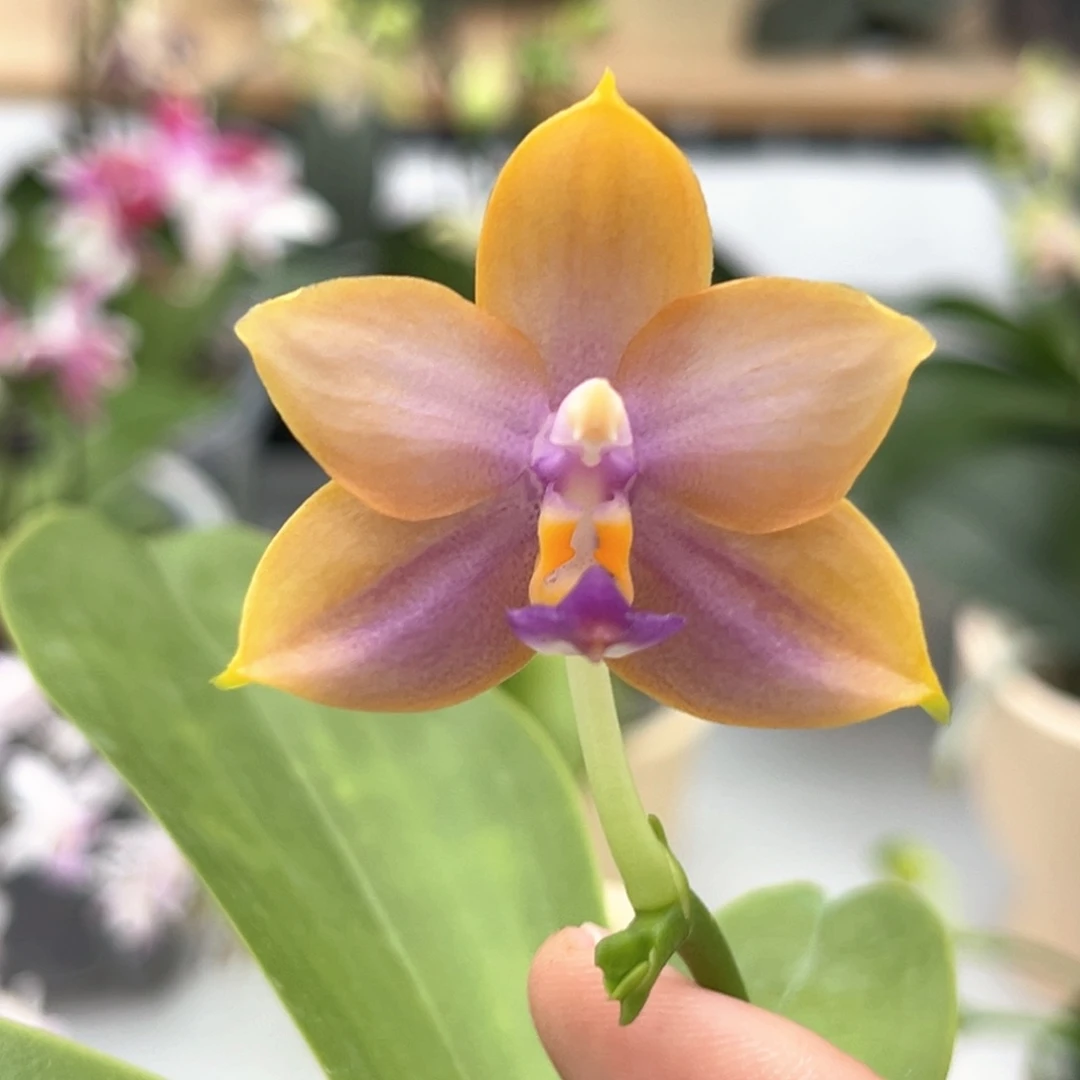 完全开放2.5寸yw16开花株