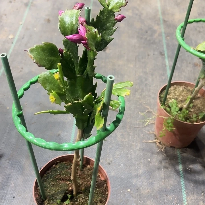 那***姐当前无花栽培后可以开花
