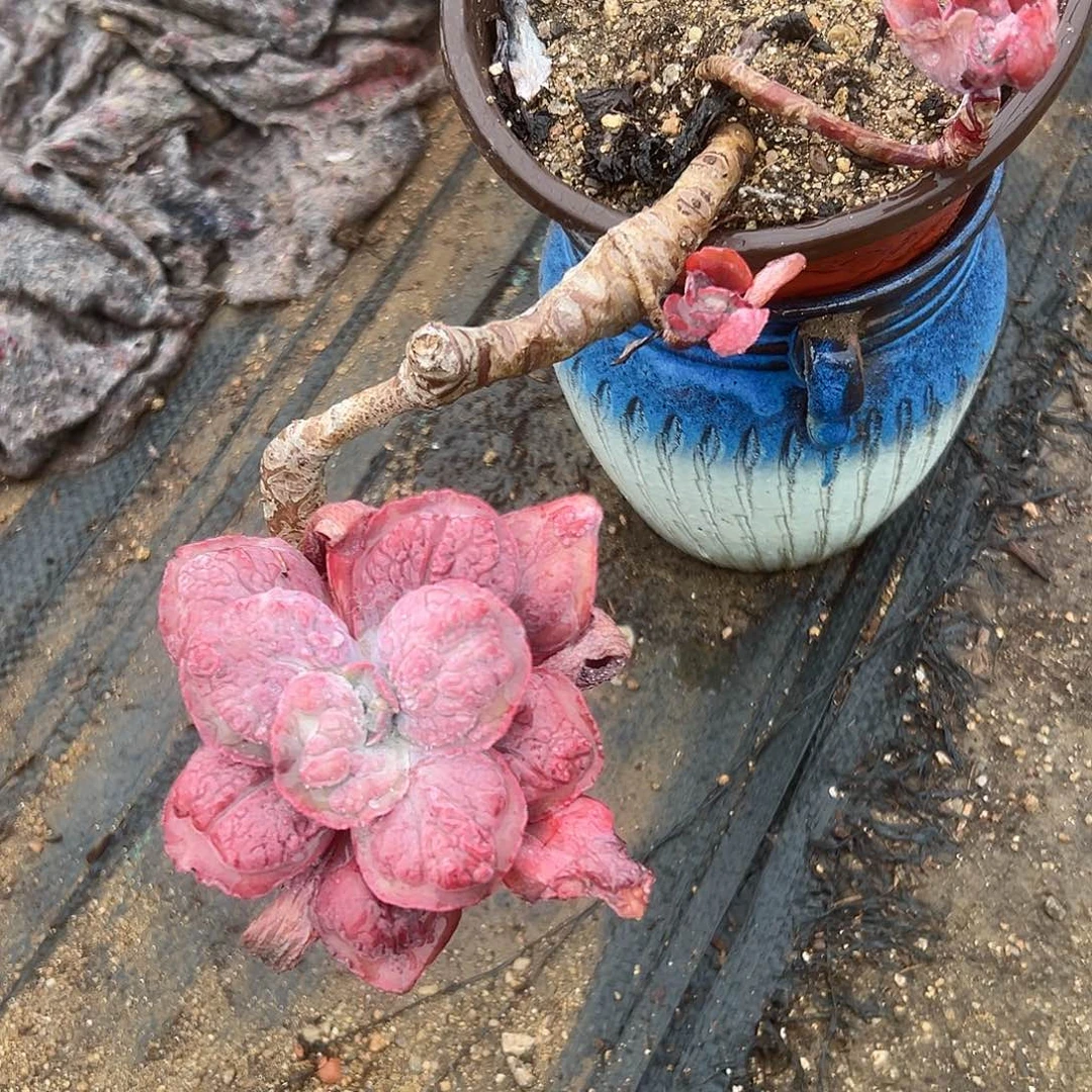 多肉植物老庄男爵