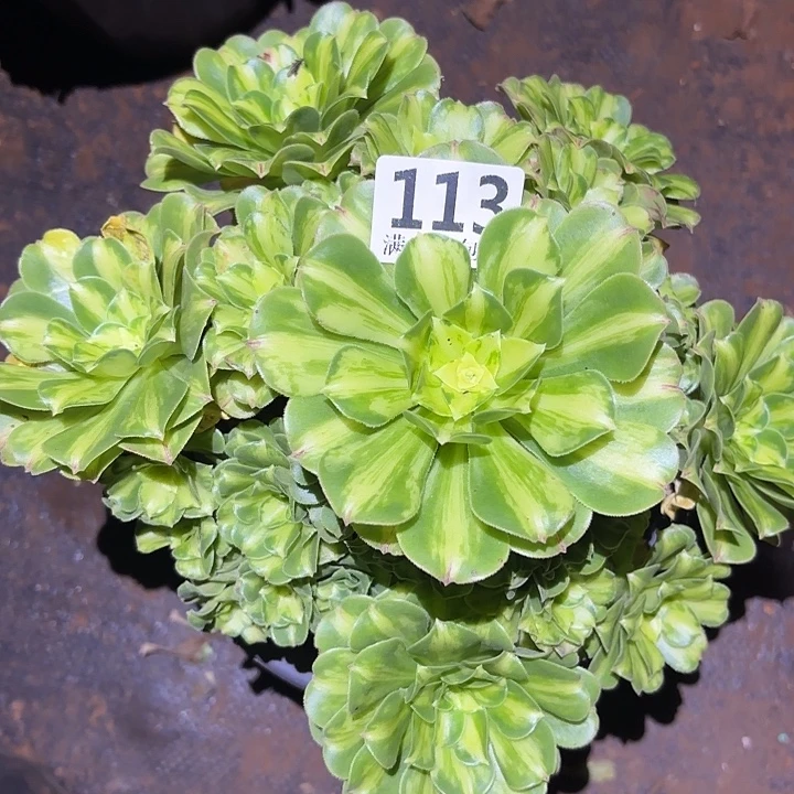 113翡翠琉璃掌心多肉法师锦