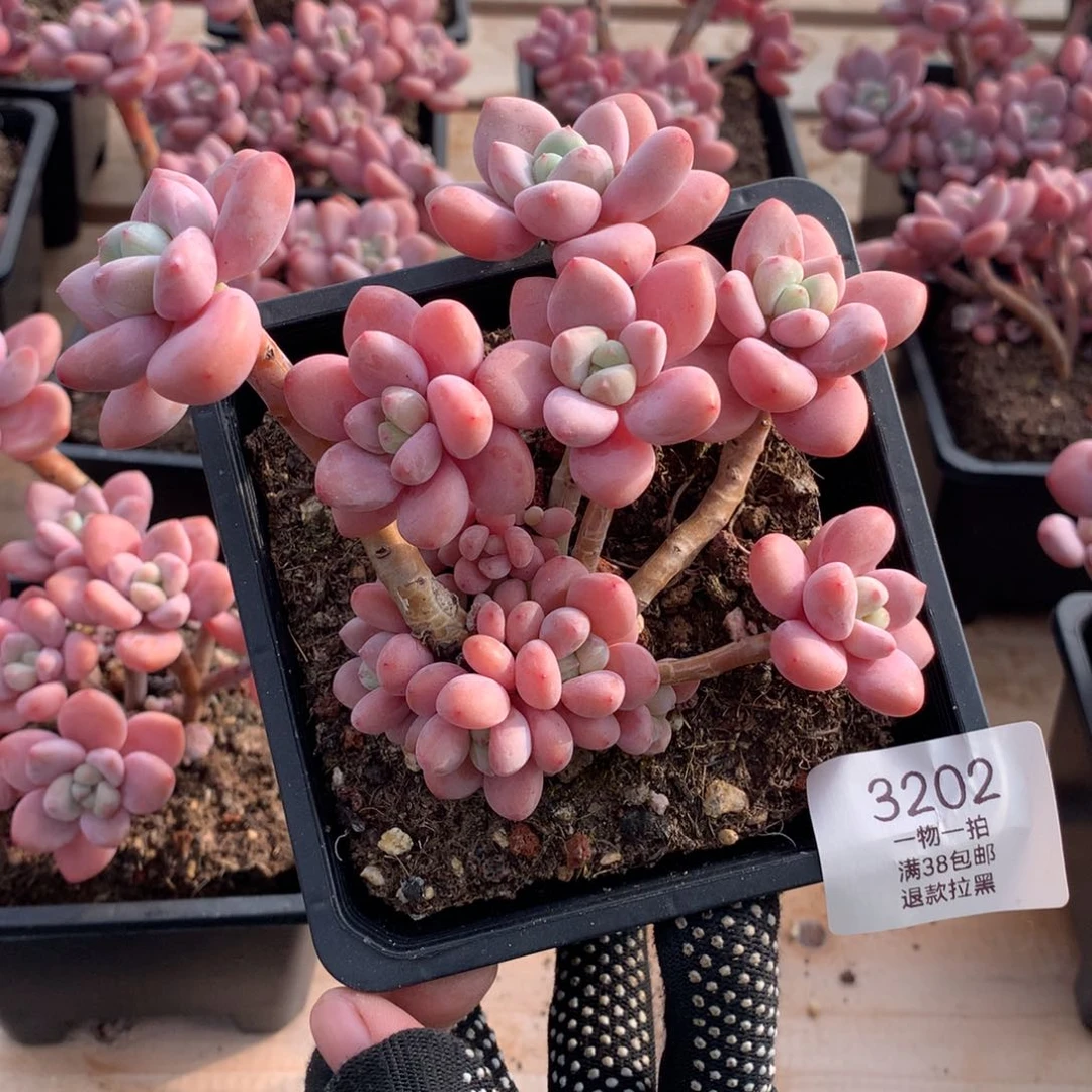 13厘米12头香水洛神多肉3202