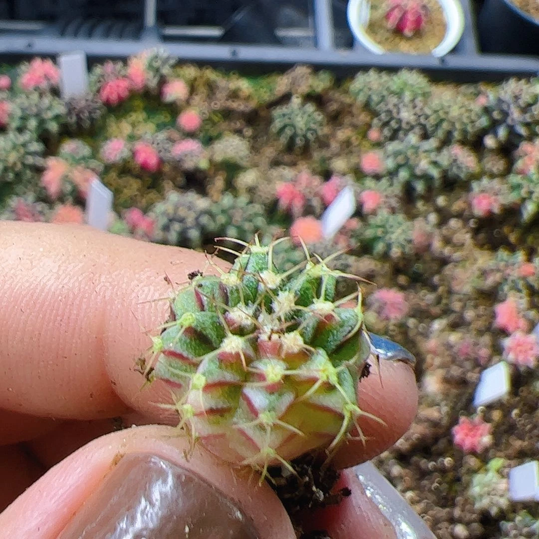 大部分开放少量花苞601