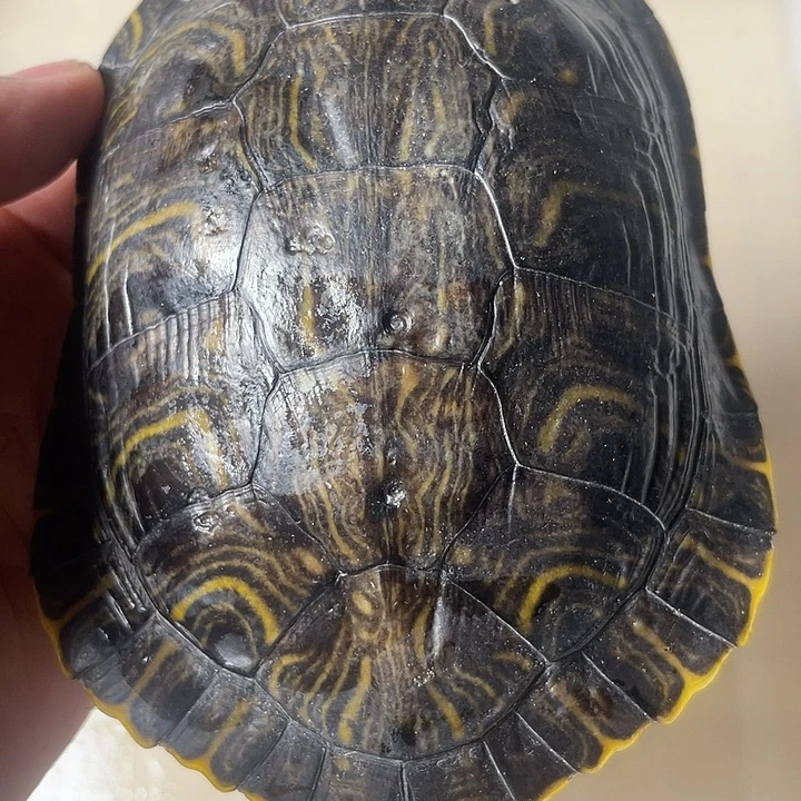 不分公母宠物龟巴西