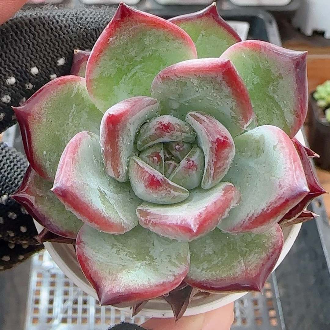 多肉0719-91红拉糖