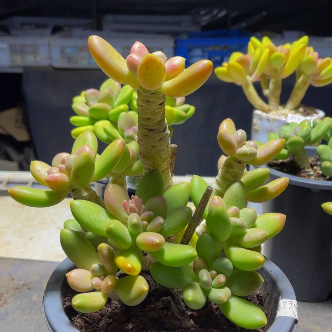 965芒果奶18厘米多肉