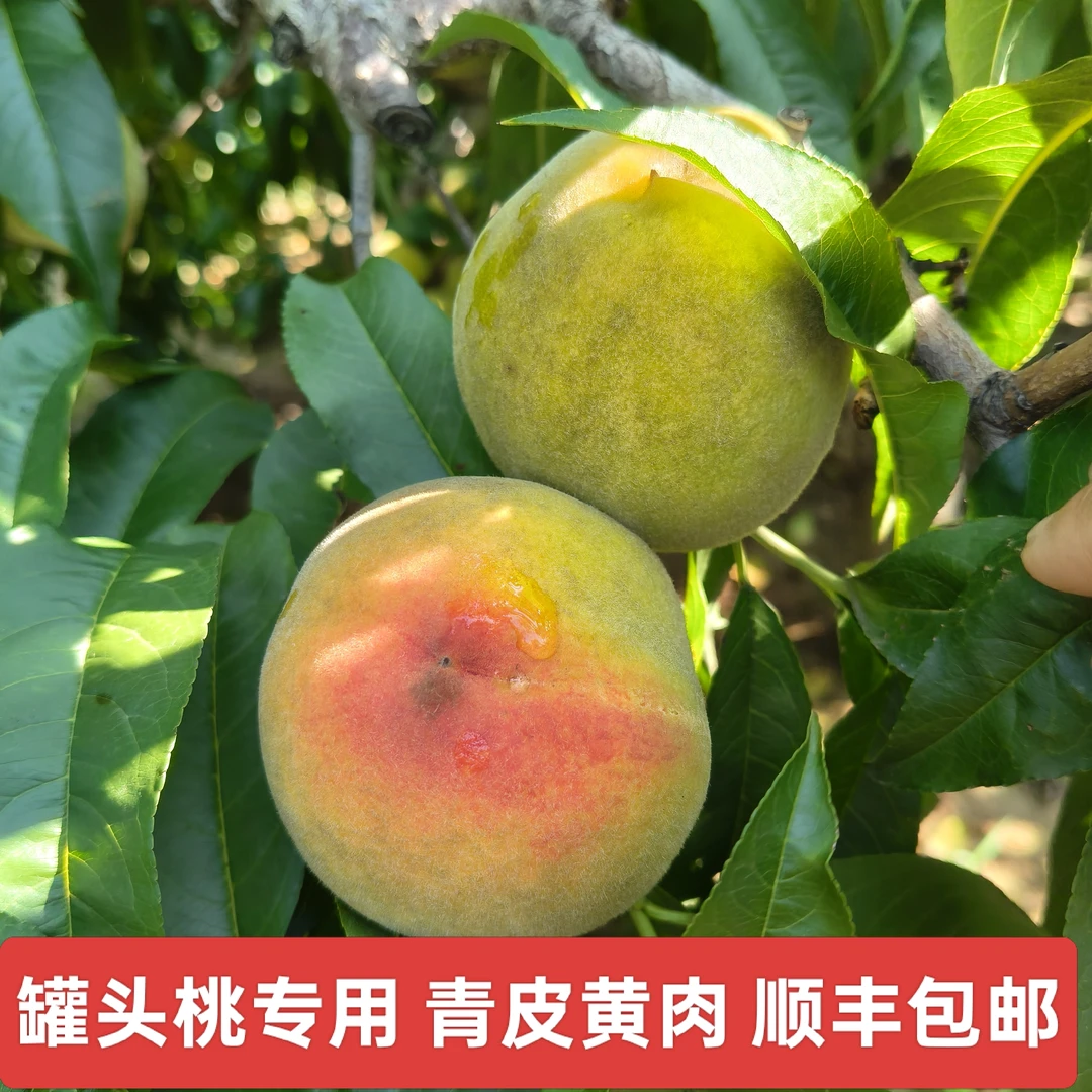 【顺丰包邮福利款】大连罐头黄桃毛桃子新鲜采摘黄桃罐头桃青皮黄肉