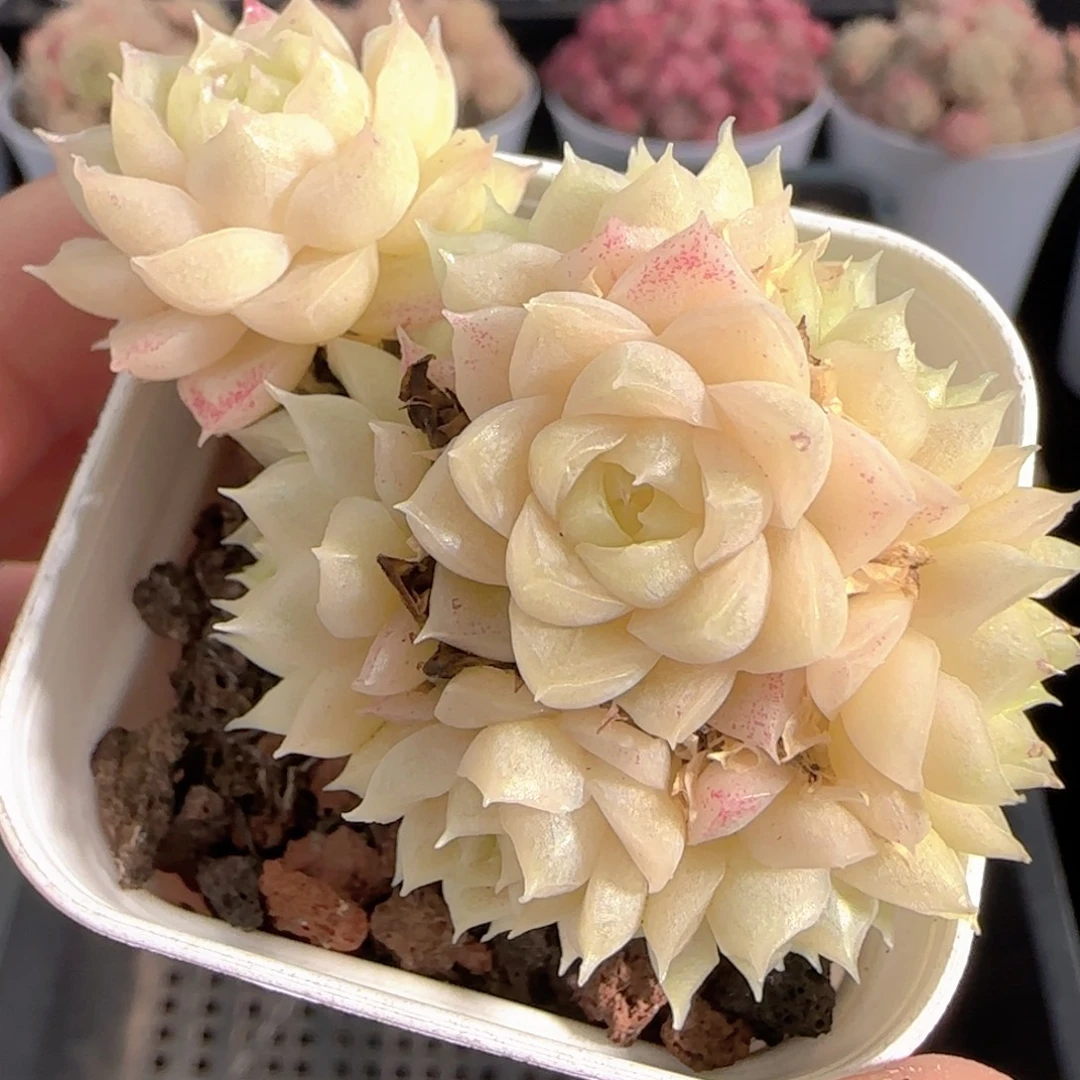 多肉0101-253麦秆