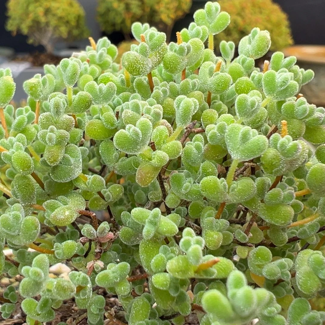 开播炸dy3476精控实生莱斯冠幅6.5cm