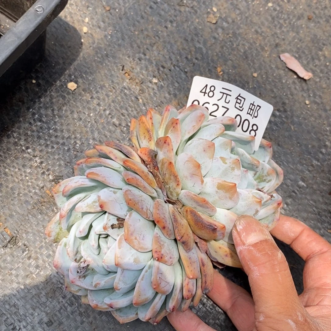 阿*夏悦多肉0627-8橙子