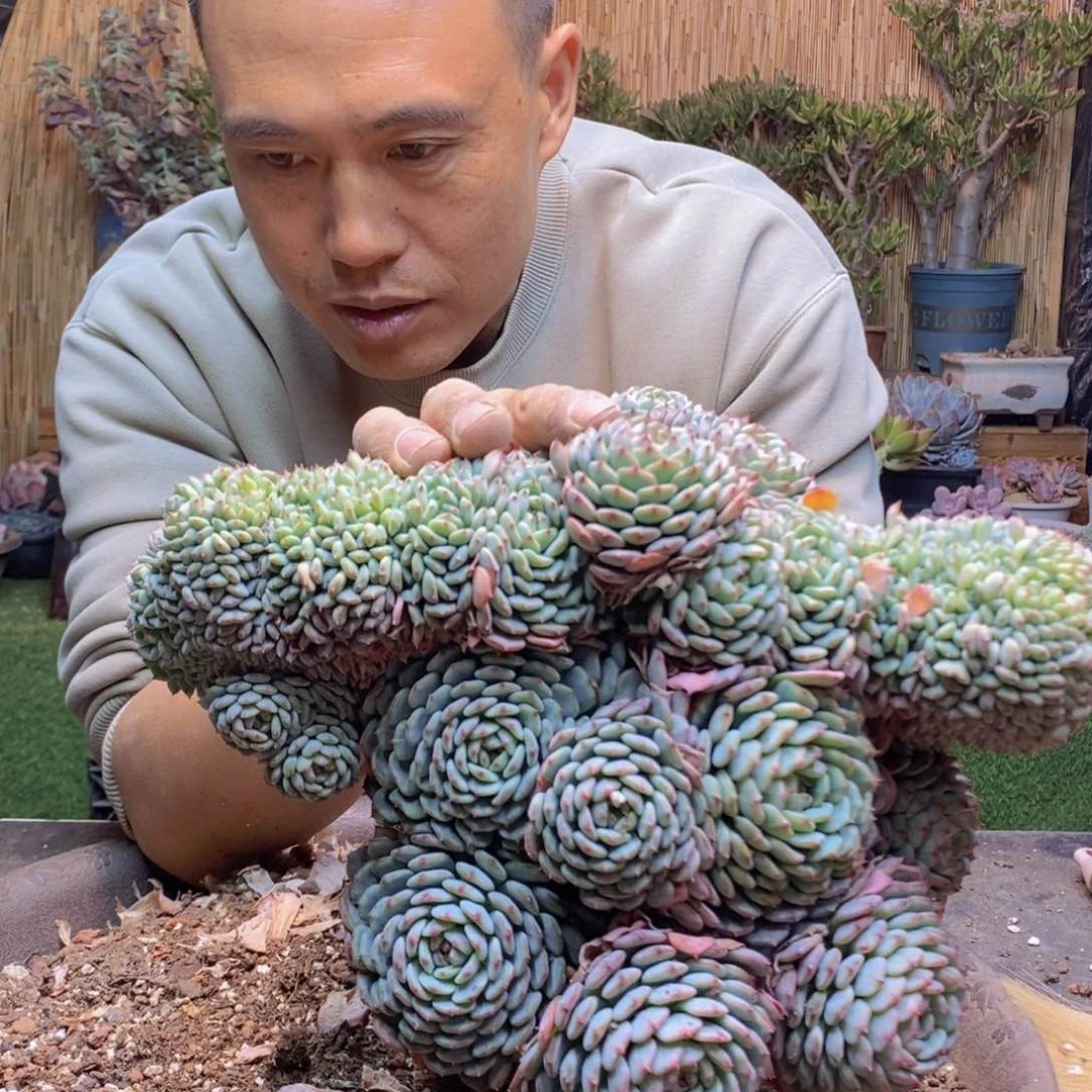 依***✪625 号白胖子多肉